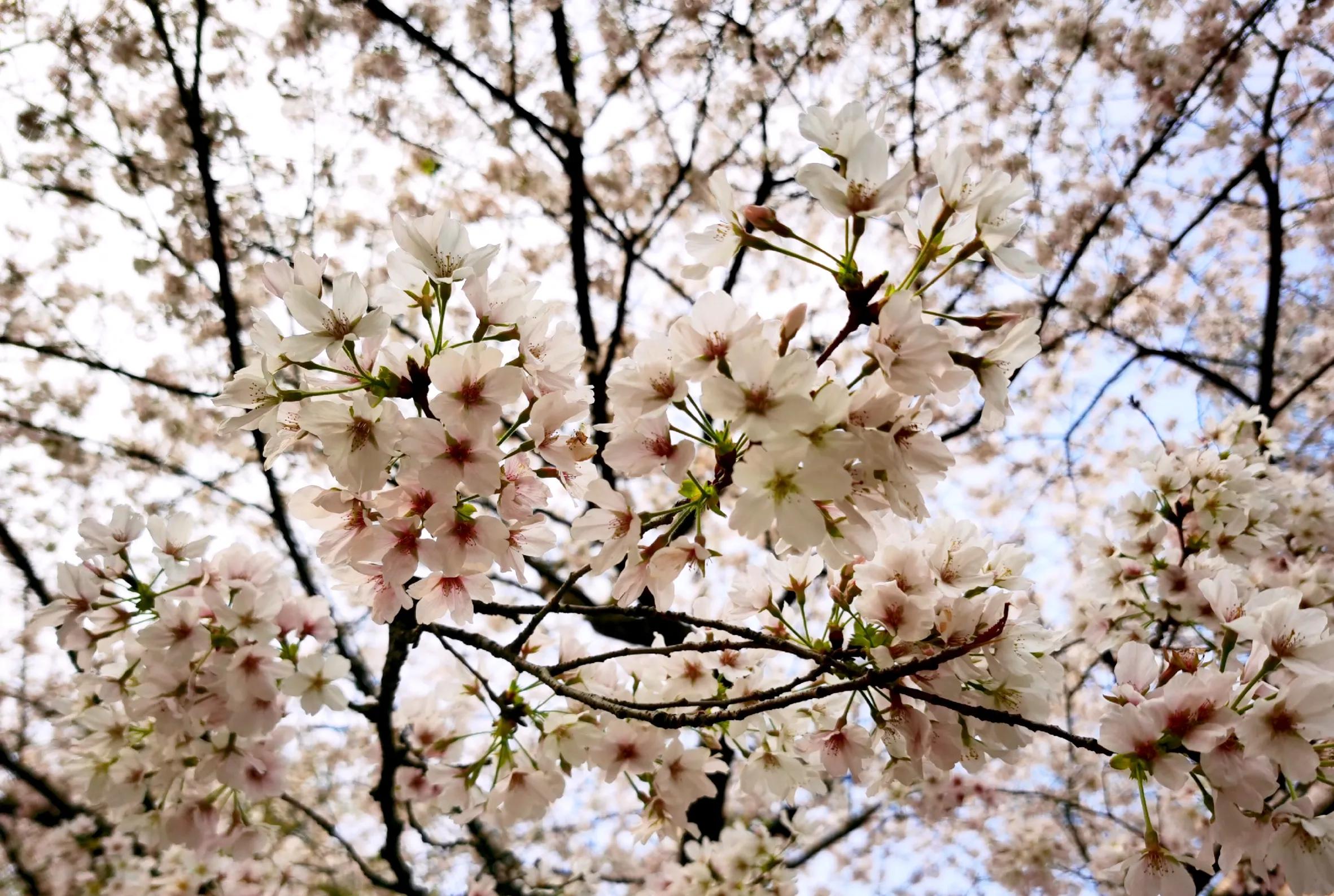 在长江大学读书是一种什么样的体验