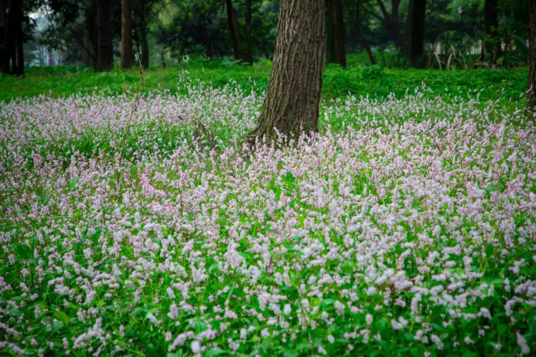 蓼花盛放成海，扬州又多了一处赏秋秘境
