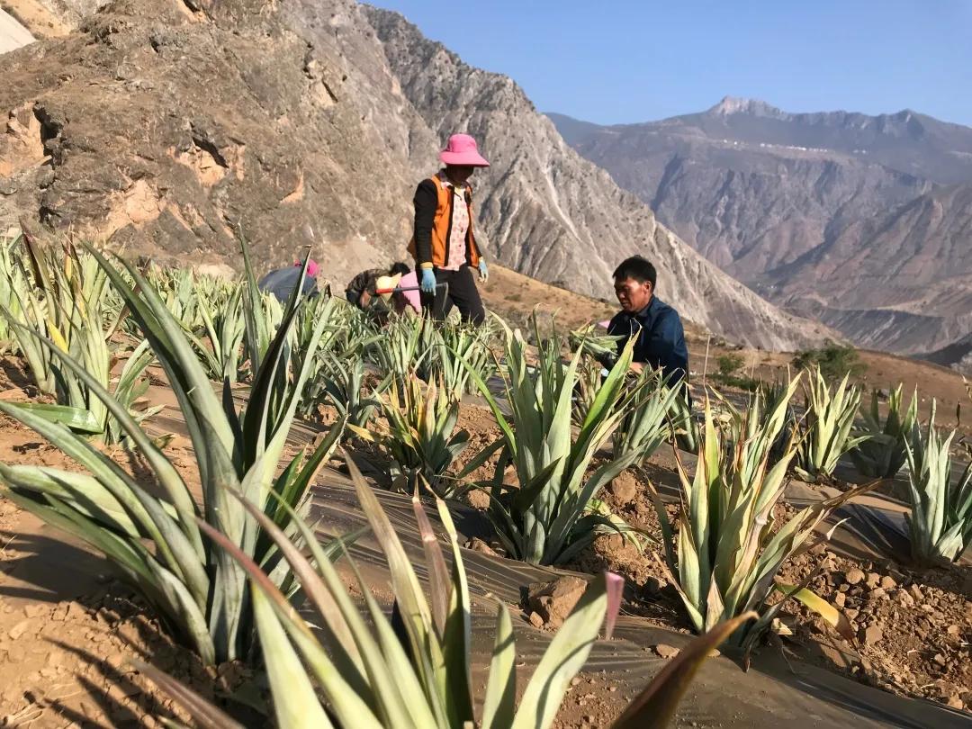 直击：乌东德镇大梨树村“金果果”探索之路