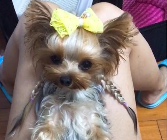 十大不建议养的小型狗,最难养的5种狗没想到第一名是它