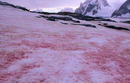 楠勯槼浼肩伀鎶楃柅,涓嶆儳瀵掑啲鎶楃柅