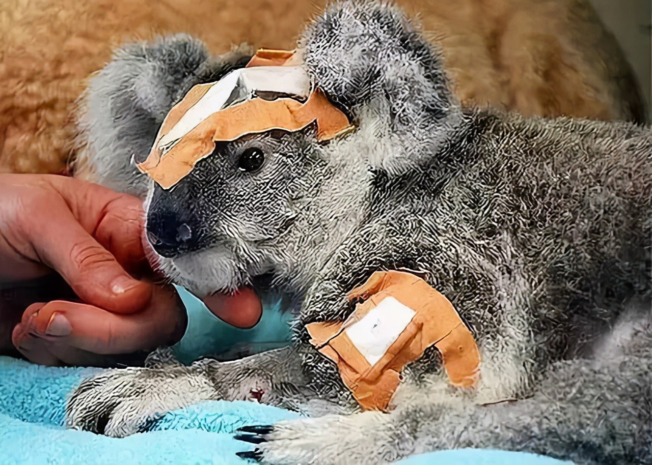 很多动物只在发情期交配，却很少听说得性病，两者有关吗？