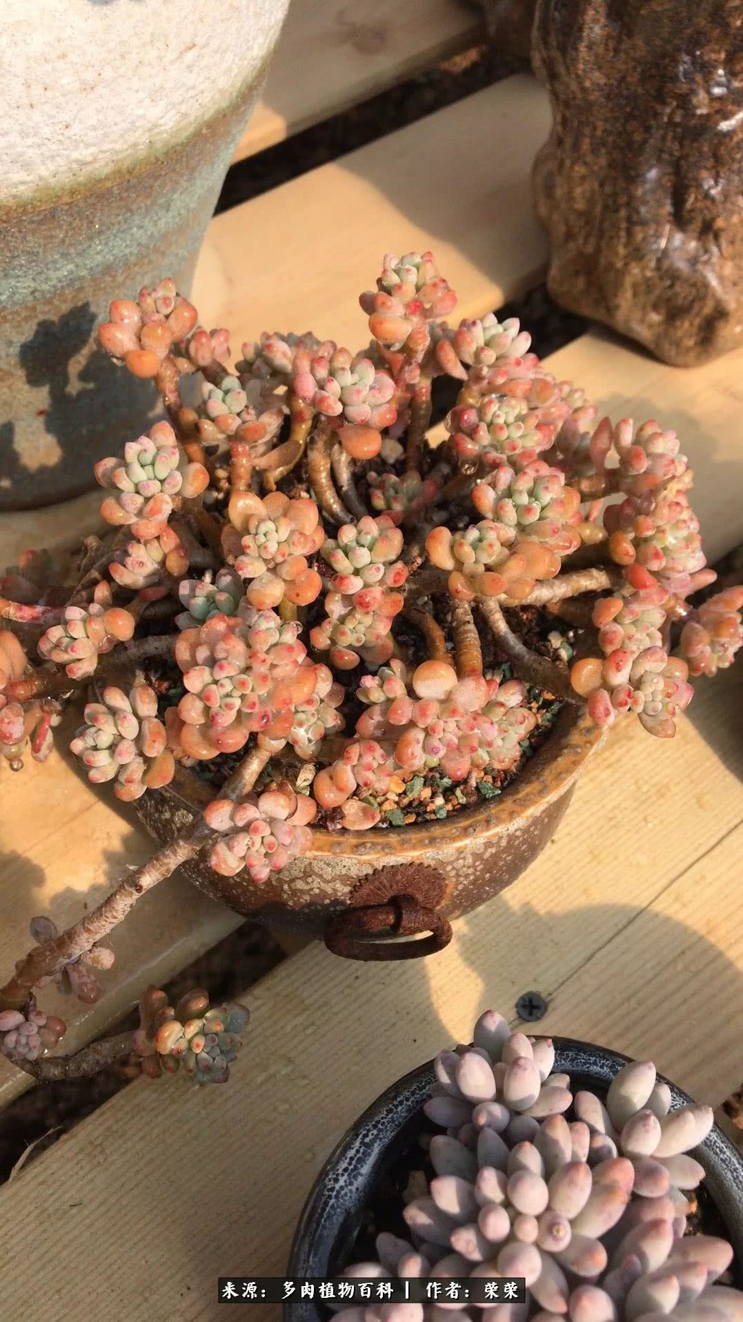 我在包邮区养肉，附多肉越冬度夏养护建议！