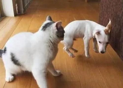 猫咪大喘气一般吃什么药,猫咪大喘气是不是猫瘟