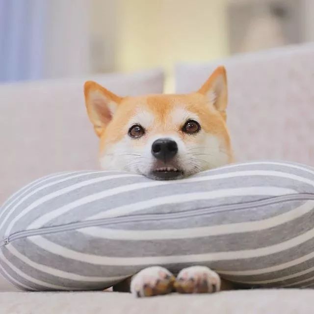 比人还会拍照的狗,简直萌炸朋友圈了