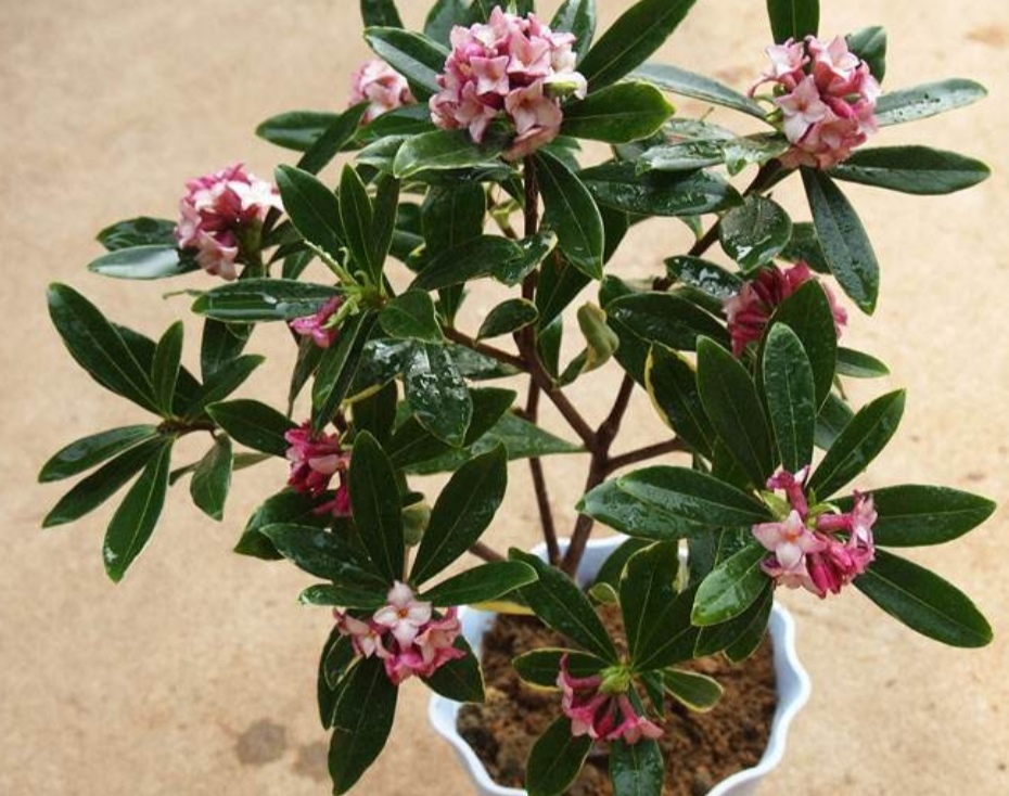 瑞香花养僵了怎么办,养的花卷叶发黄怎么办