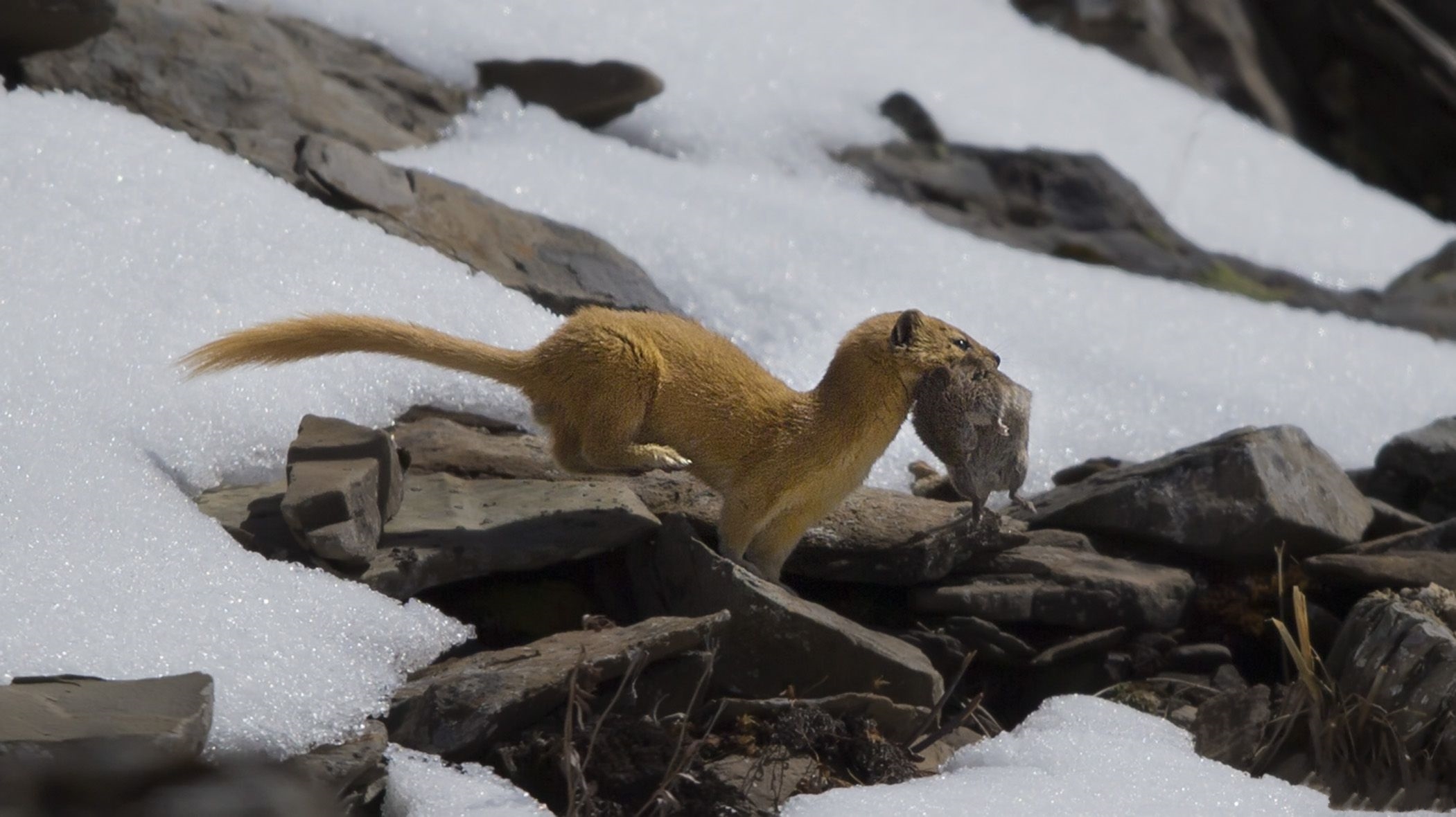 农村为什么说黄鼠狼不能杀,为什么农村常说黄鼠狼不能杀