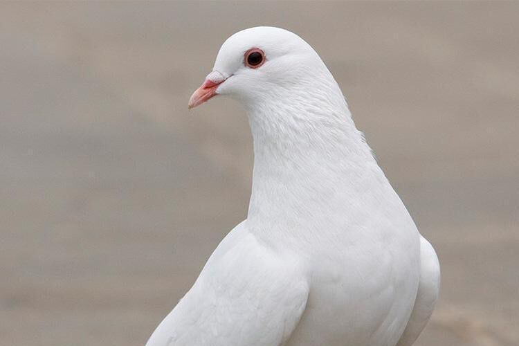 鸽子下蛋期公鸽子拉稀,老鸽子喂小鸽子期间拉稀正常吗