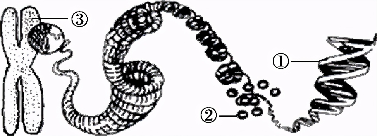 八年级生物中考新突破2024年,生物八年级上册达标测试卷