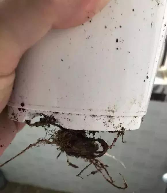 杜鹃怎么养才能爆开花,为什么都说杜鹃很厉害