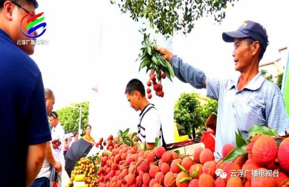 多彩云浮丨美“荔”宝珠，东进融湾