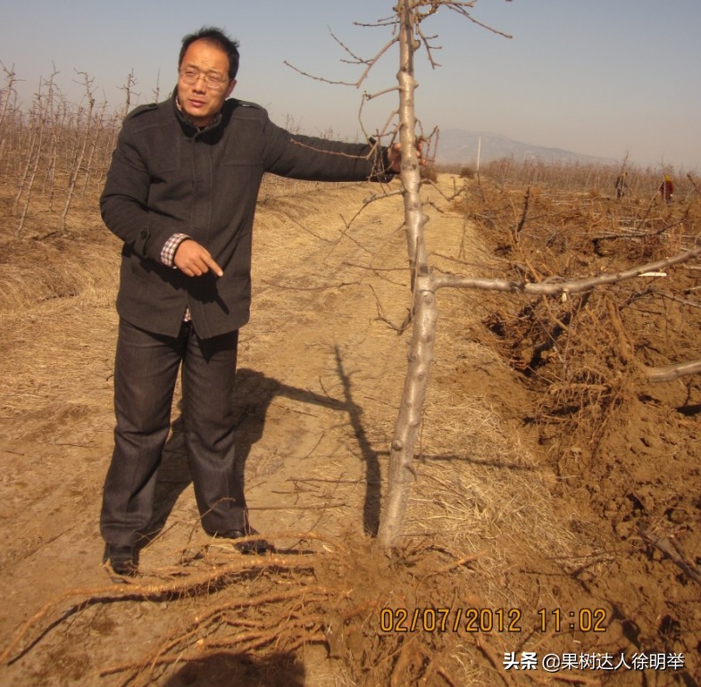 要想种好桃，了解桃的生物学特性是关键，有哪些特性呢