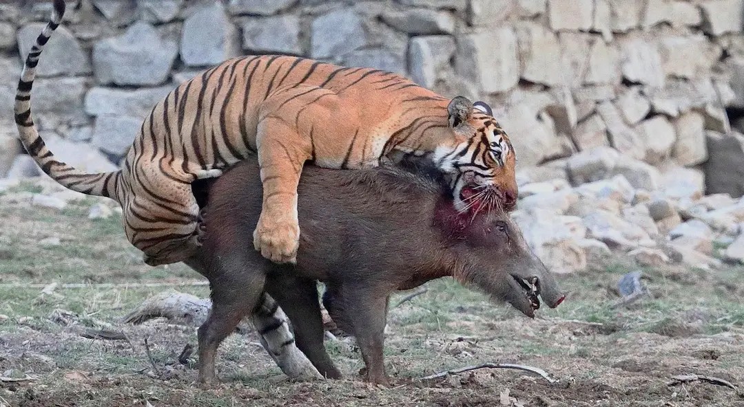 麻老虎是干什么的,麻老虎的故事