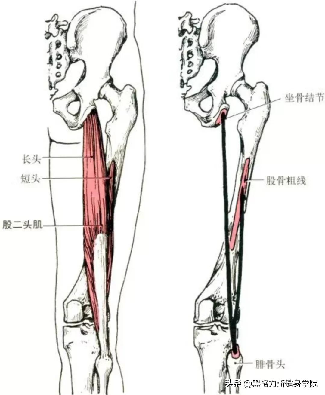 健身腿部解剖动作讲解,健身训练及肌肉解剖图谱大全