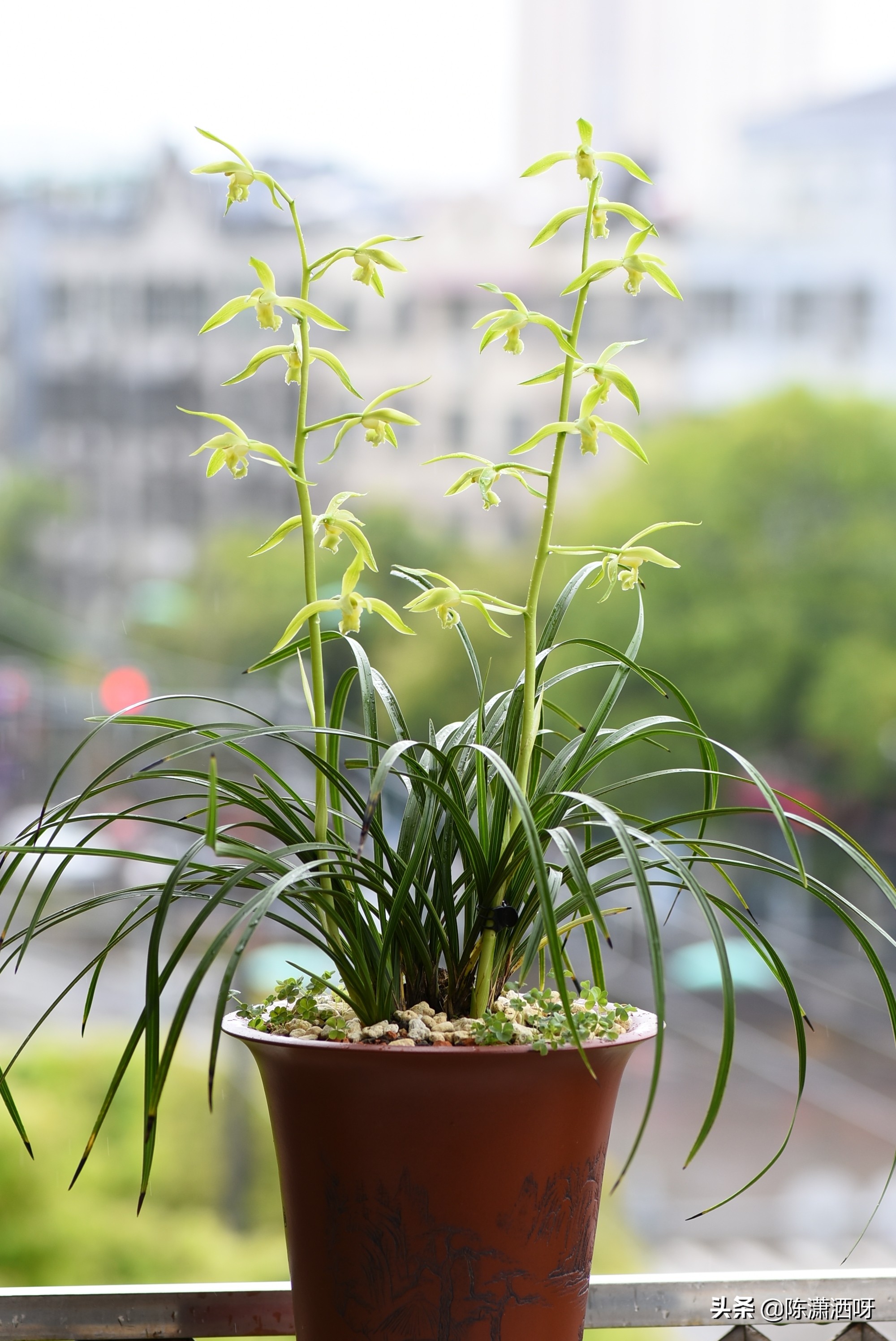 常见花卉花盆图片大全,各种花盆的优缺点图片介绍