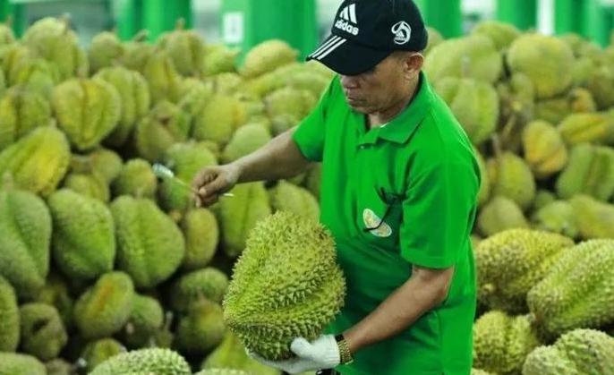 泰国的街头水果榴莲最受欢迎,泰国榴莲和中国水果