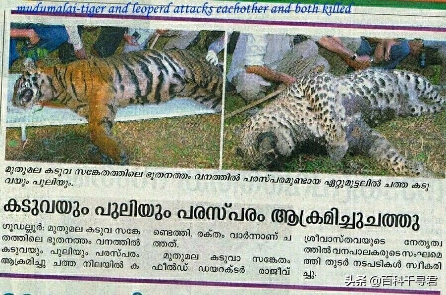 王者也会栽跟头——盘点在野生环境中杀死过成年老虎狮子的动物