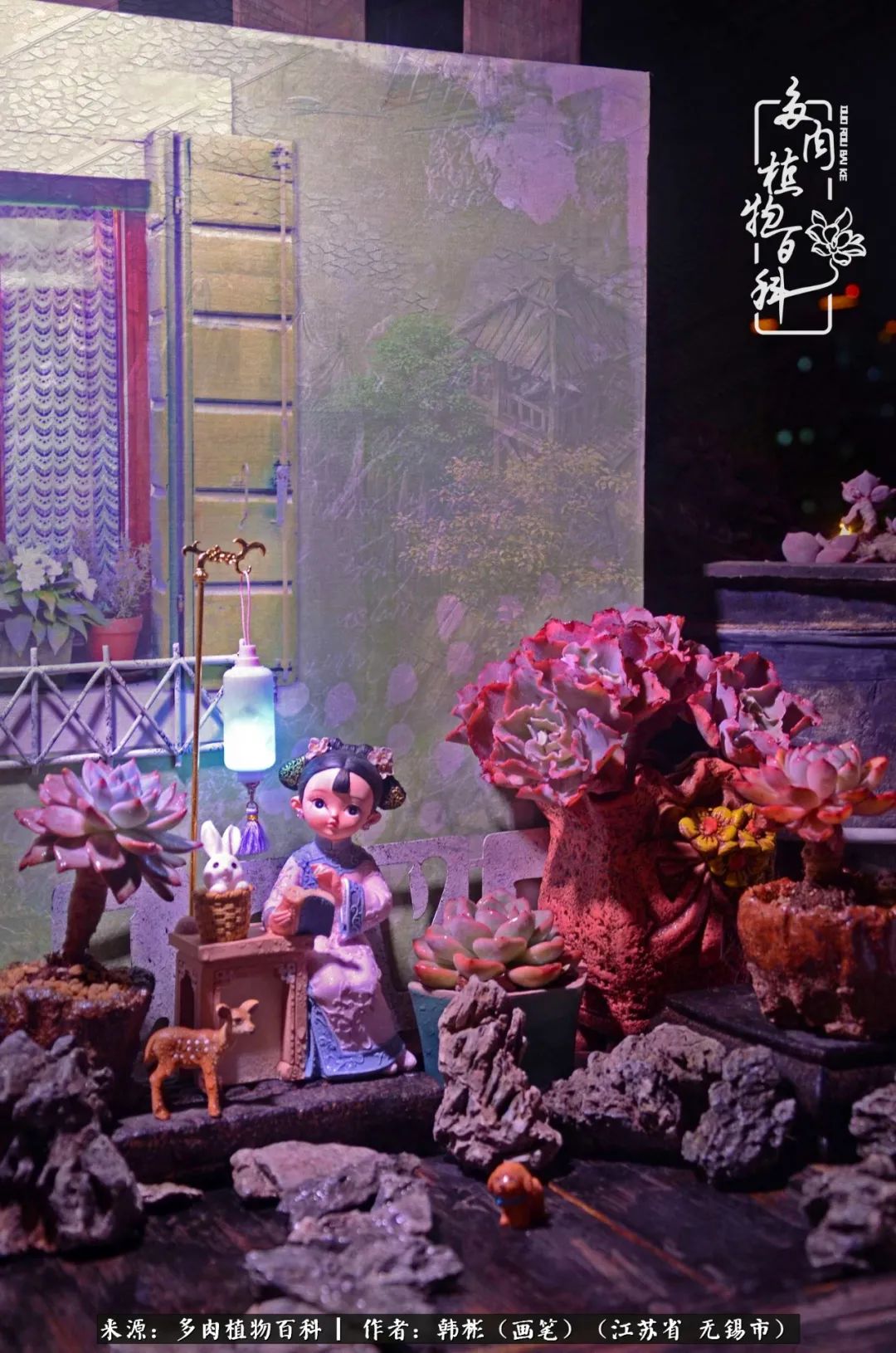 听音乐赏多肉,听音乐赏花赏美景