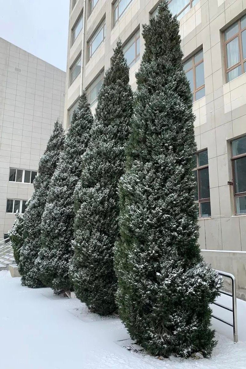 辽宁附属高级中学,辽宁师范大学附属中学2017