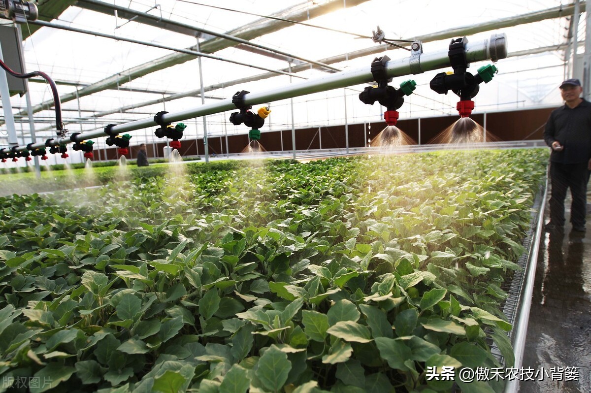 腐植酸氨基酸鱼蛋白肥料哪个更好,有机质肥料腐植酸海藻酸成分高吗