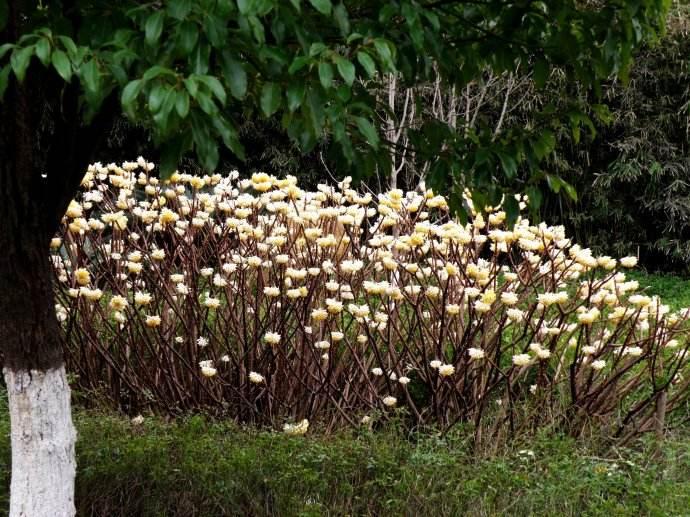 安徽农业种植致富项目,农民种植玉米致富吗视频