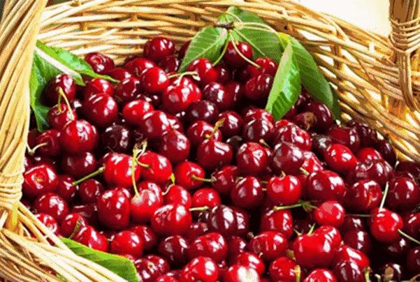 国产樱桃身价碾压进口车厘子,山东樱桃价格最新行情车厘子