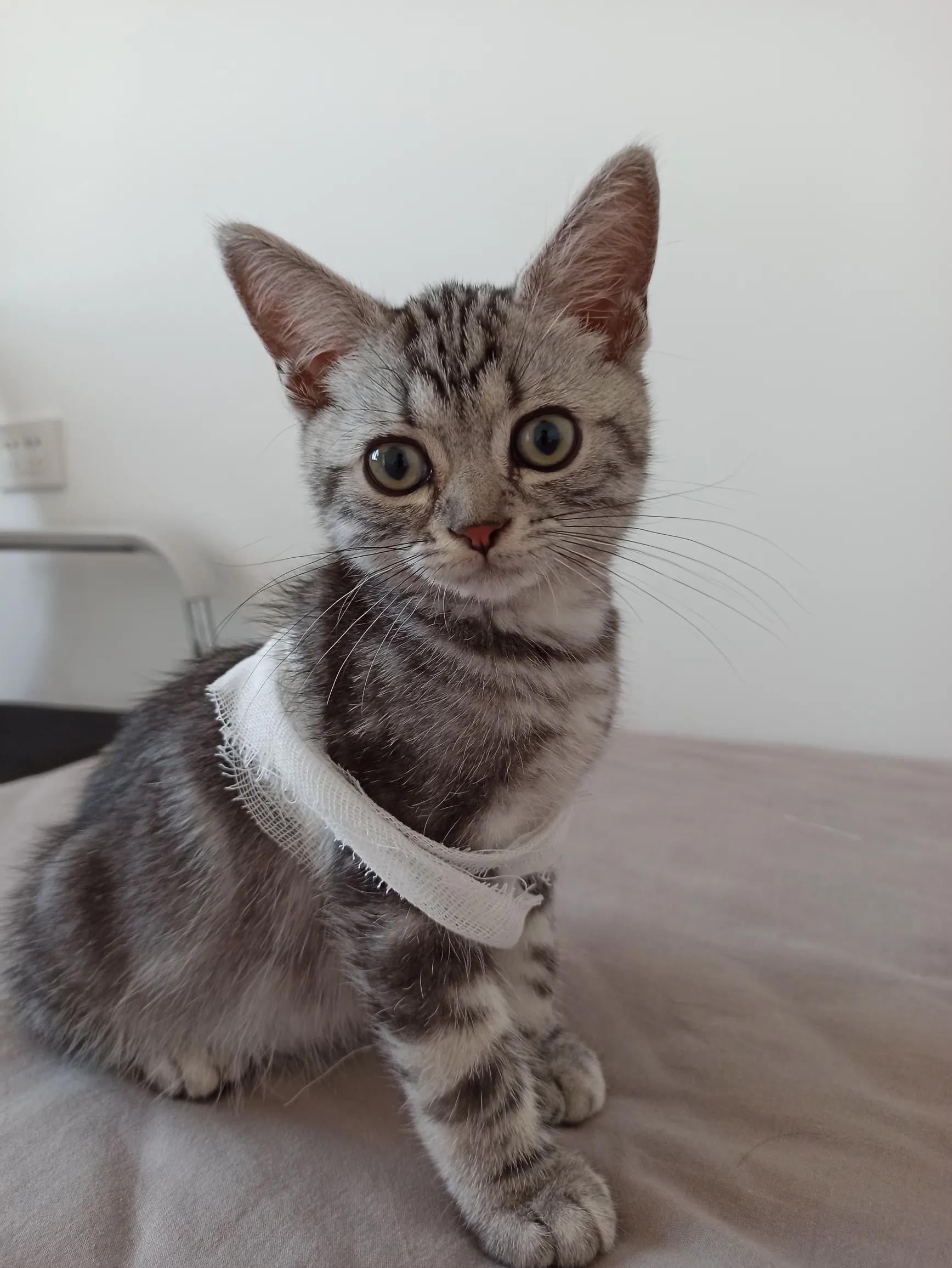 猫癣治疗的四个阶段,猫癣治愈的过程