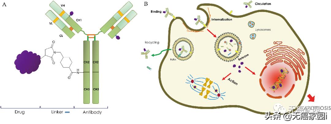 难治性肿瘤遇上强敌,多款ADC新药玩转靶向+化疗,精准*破爆**癌细胞