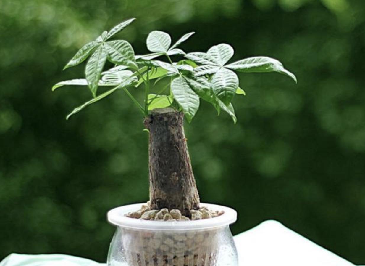 发财树叶子上长白斑点怎么办,发财树上面有很多白点怎么回事