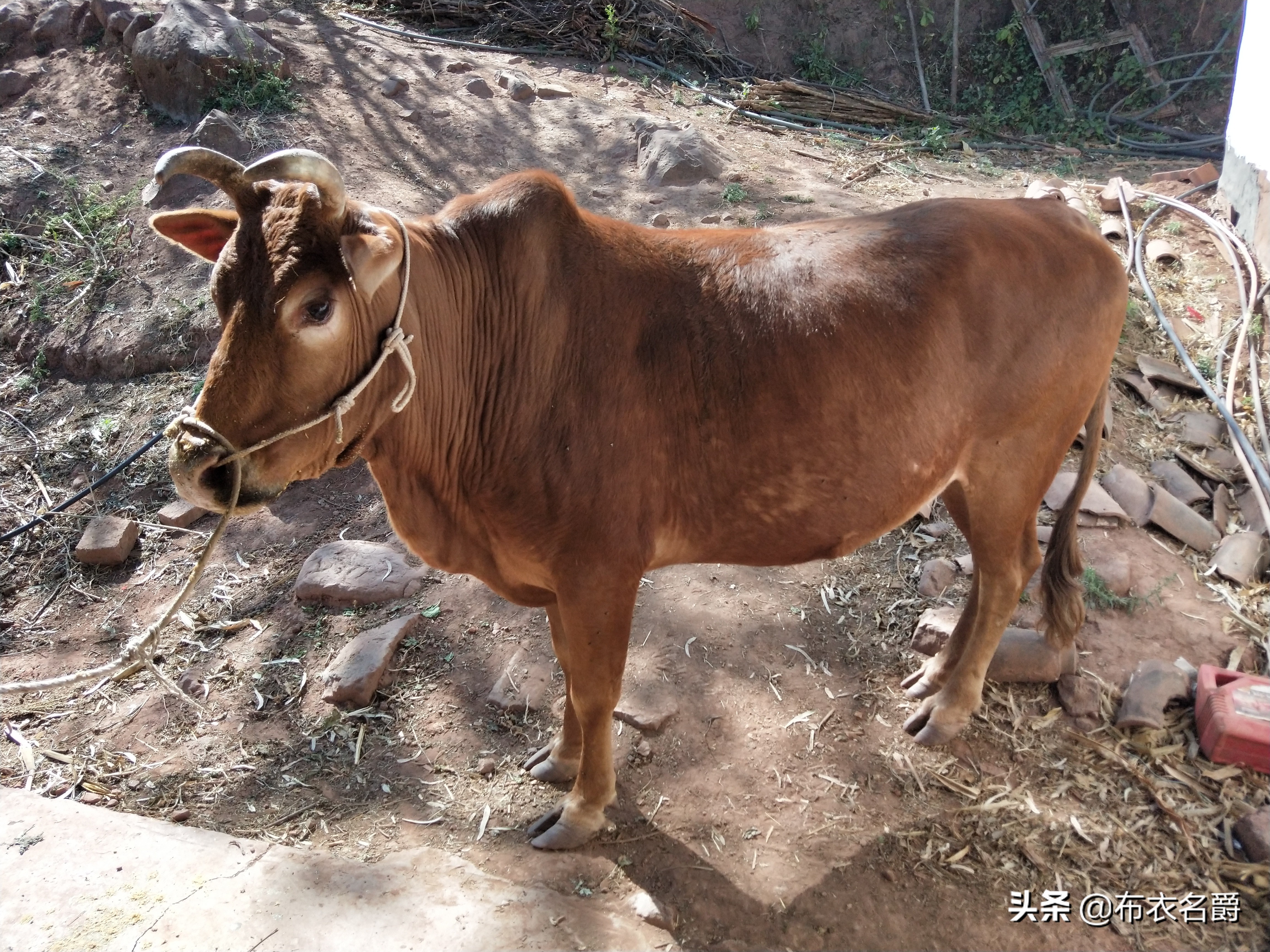 黄曲霉毒素对肉牛危害,养牛黄曲霉素中毒怎么办