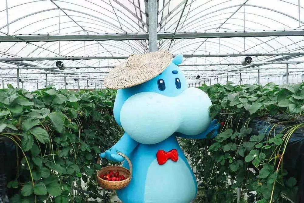 盒马品类越来越少,盒马入局工厂化养殖