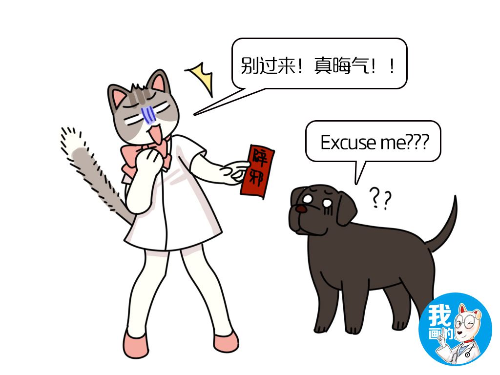 拉布拉多不为人知的“黑料”,为什么有黑色的拉布拉多