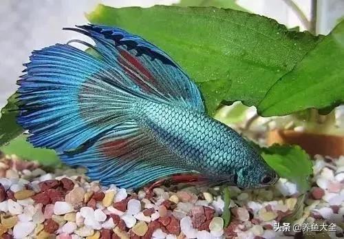 观赏鱼常见鱼病,热带鱼观赏鱼常见疾病