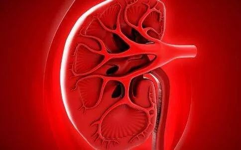 一招降尿蛋白,有什么办法能快速降尿蛋白