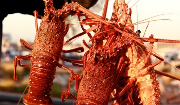 澳洲龙虾出口到中国多少钱一斤,澳洲龙虾进口批发市场