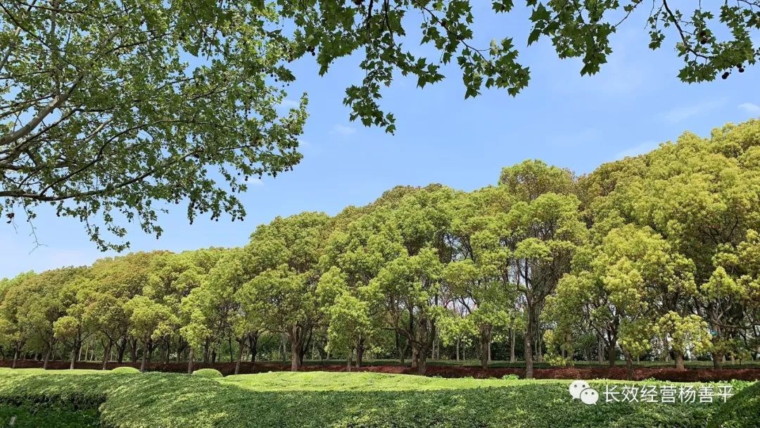 原创|杨善平:三件意想不到的事