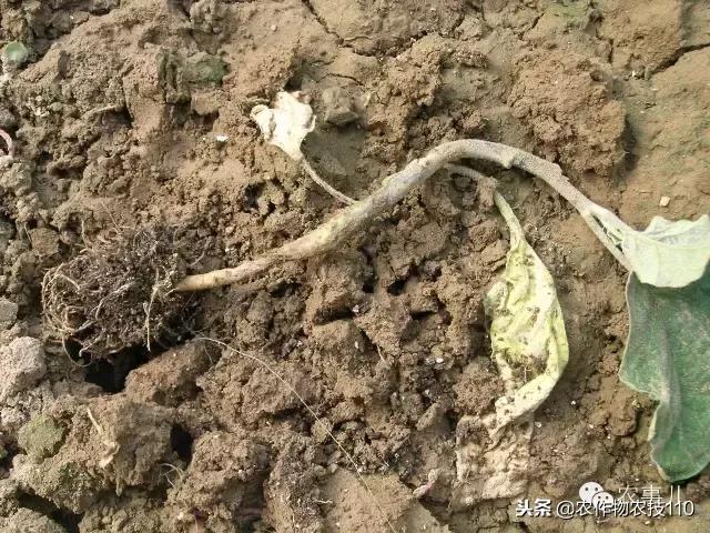 种茄子的六个步骤简短文字,种茄子的基本知识