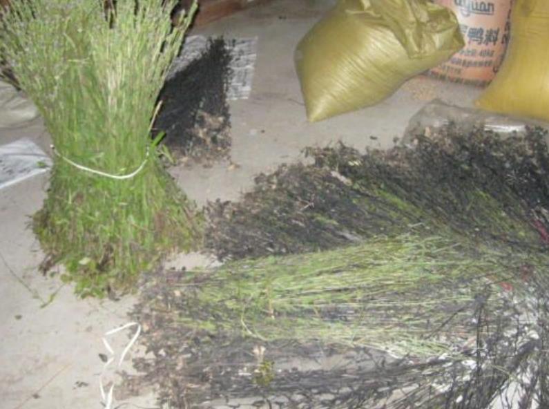 它藏在草丛里，认识的人不多，殊不知价值极高，是我国特有