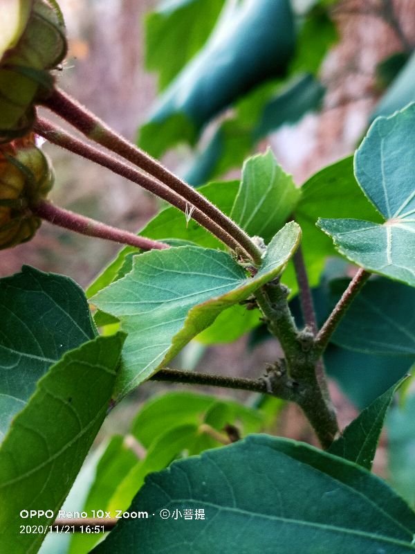 这种花通常用来比作美丽的女子,有人拿来做药,还有人当野菜吃