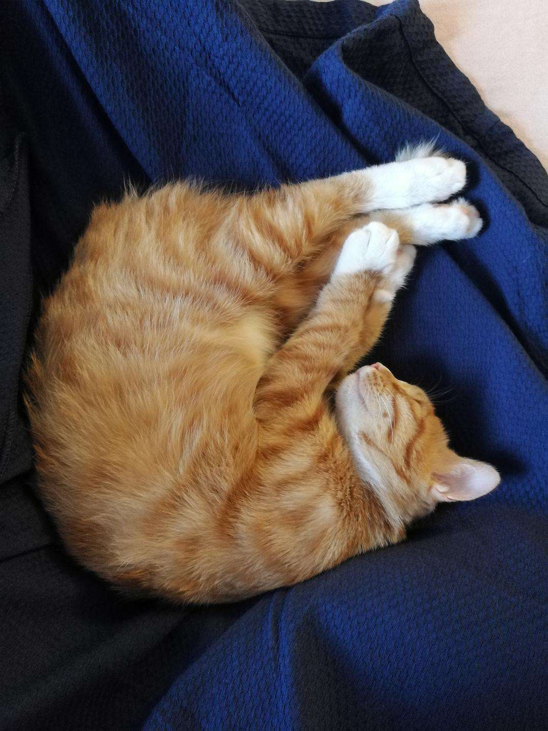 中华田园猫和狸花猫有什么区别,古代中华田园猫排行