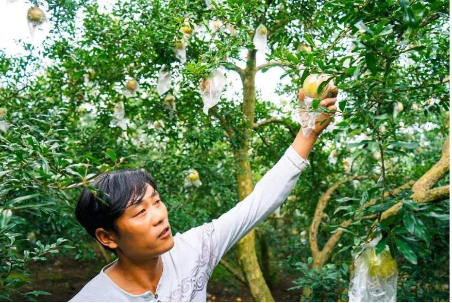 种植石榴树要什么时候种,石榴种植园种石榴树的正确方法
