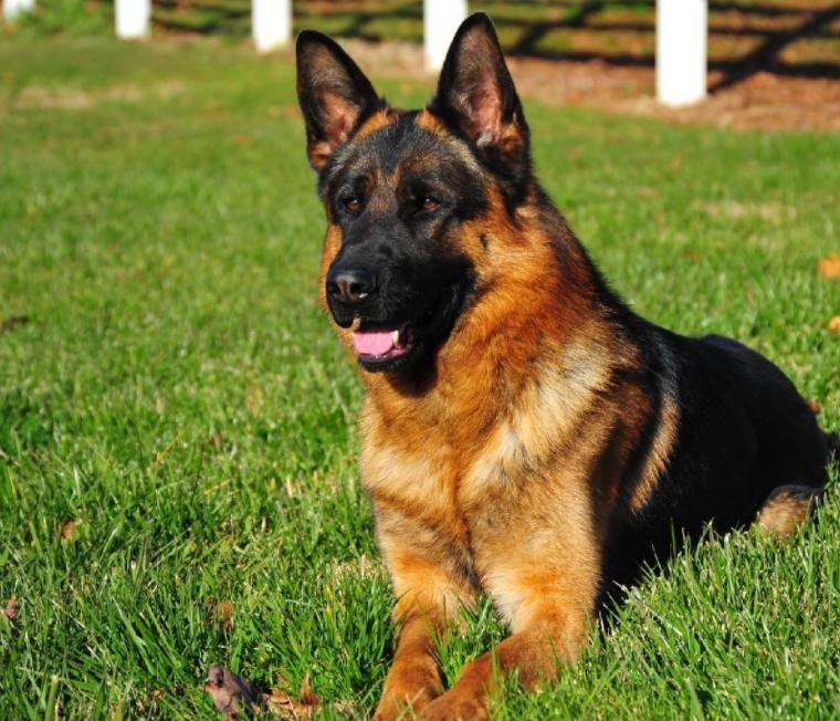 游四方888,游四门豫剧