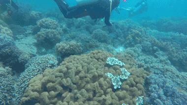 海底一万米的深处,潜入海底最深处你会发现什么