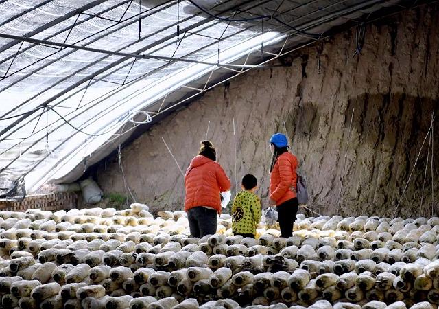 用玉米芯种植蘑菇后期怎样管理,玉米芯种植蘑菇出菇后的管理视频