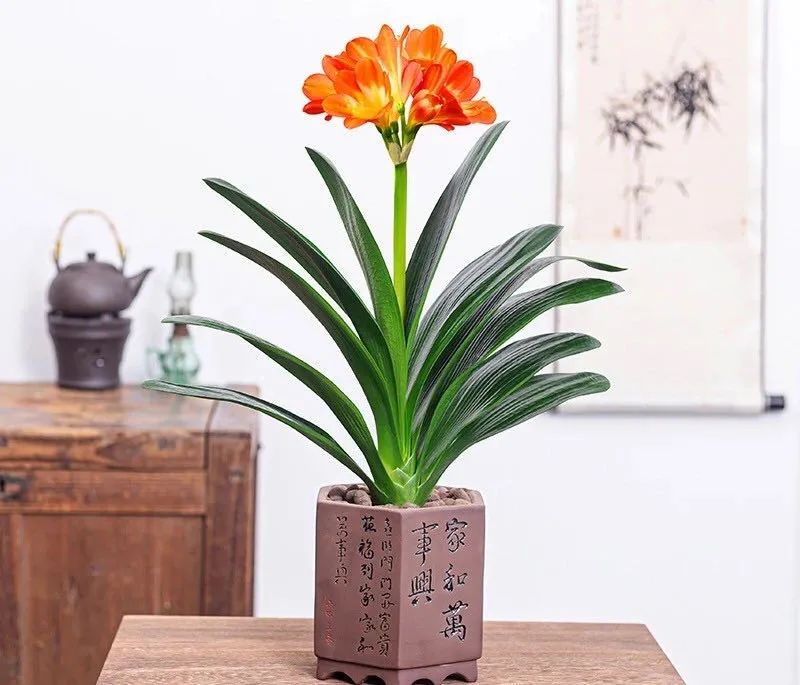 家养君子兰注意事项和养护,家中养君子兰的技巧分享