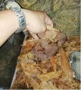 如何让观赏蛇类在人工环境下住得幸福