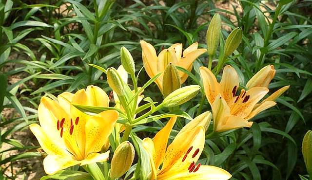 百合花这样养开花又大又美,百合花有什么方法让它早点开花