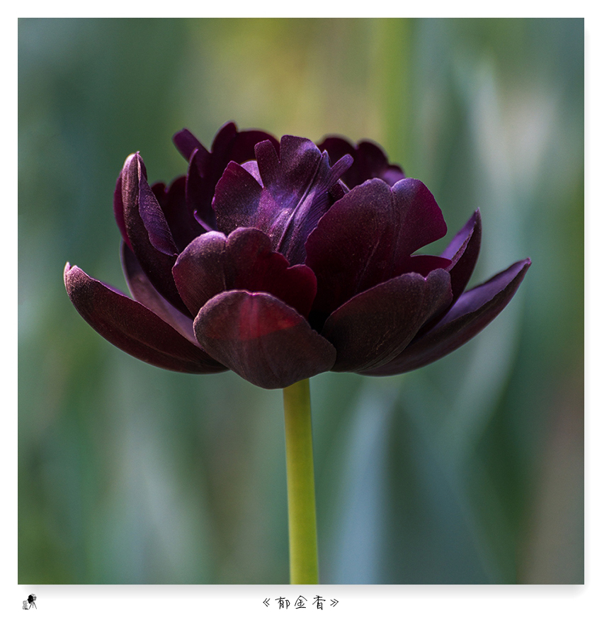 郁金香（turban）——爱情的花语，美丽的丝巾