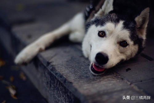 「养宠经验分享」海带汤可以给狗狗补钙吗,狗狗吃海带汤补钙吗