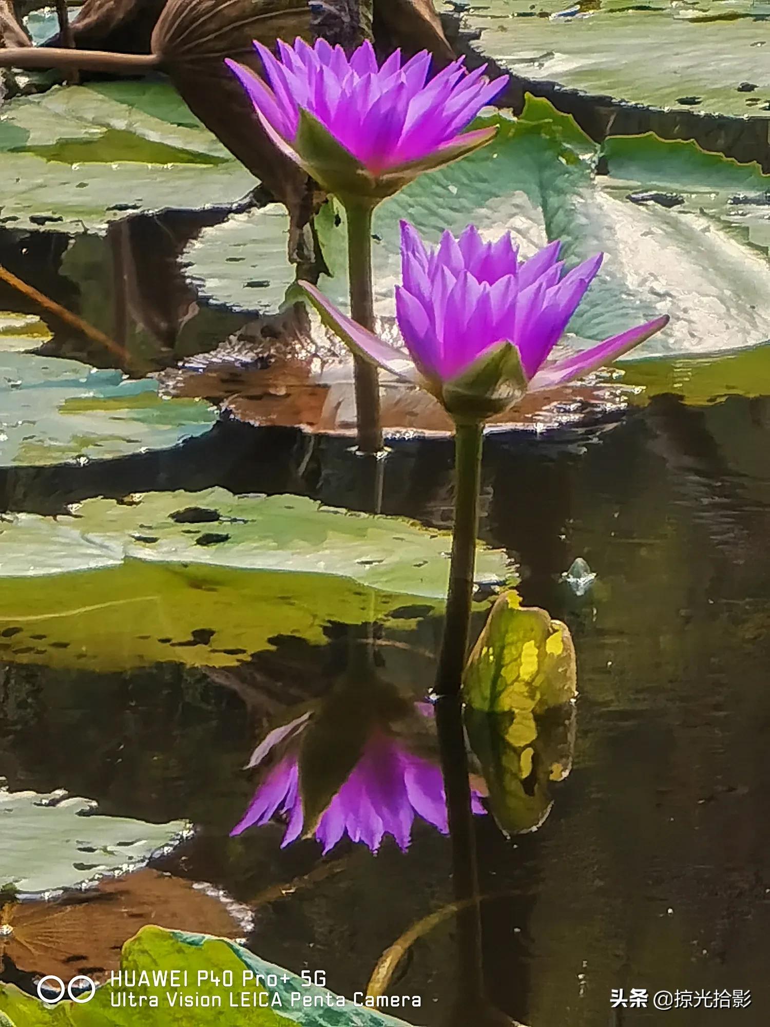 手机摄影为什么比相机酷,手机摄影与单反摄影